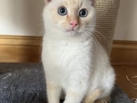 Siamese cats can be playful and very loyal