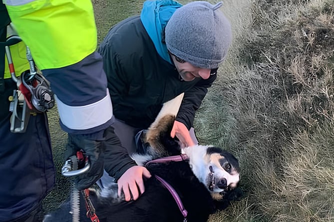 Dan the dog was rescued on Saturday