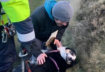 Moment dog is reunited with its owner six days after it went missing