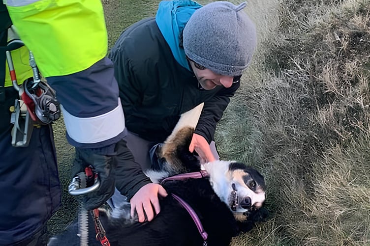 Dan the dog was rescued on Saturday