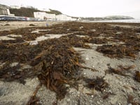 Island could turn to seaweed to cut fertiliser costs