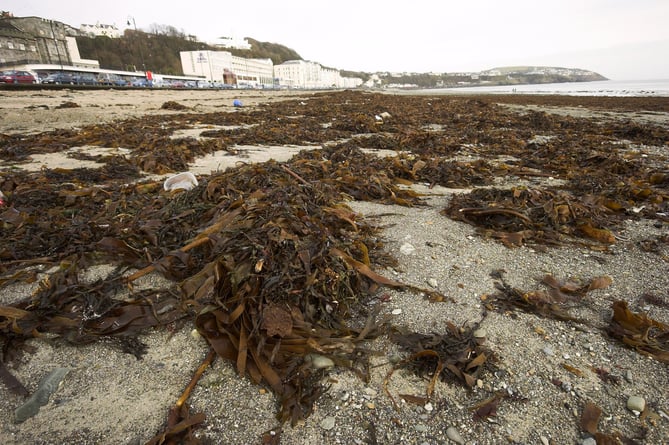 Seaweed on Douglas Beach