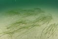 History society to host lecture about eelgrass