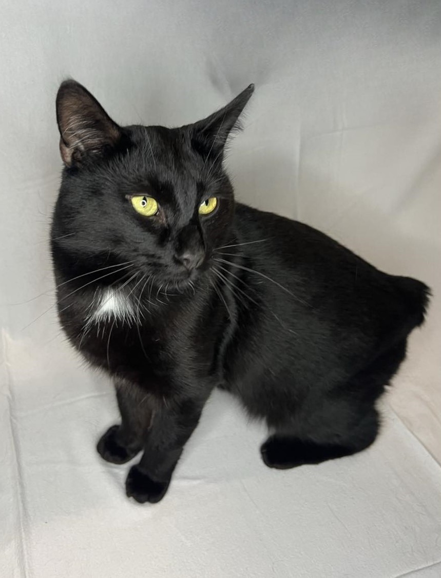 Cats have almost 300 facial expressions