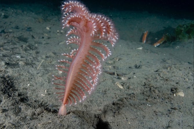Phosphorescent sea pen and scampi Photo: Paul Naylor