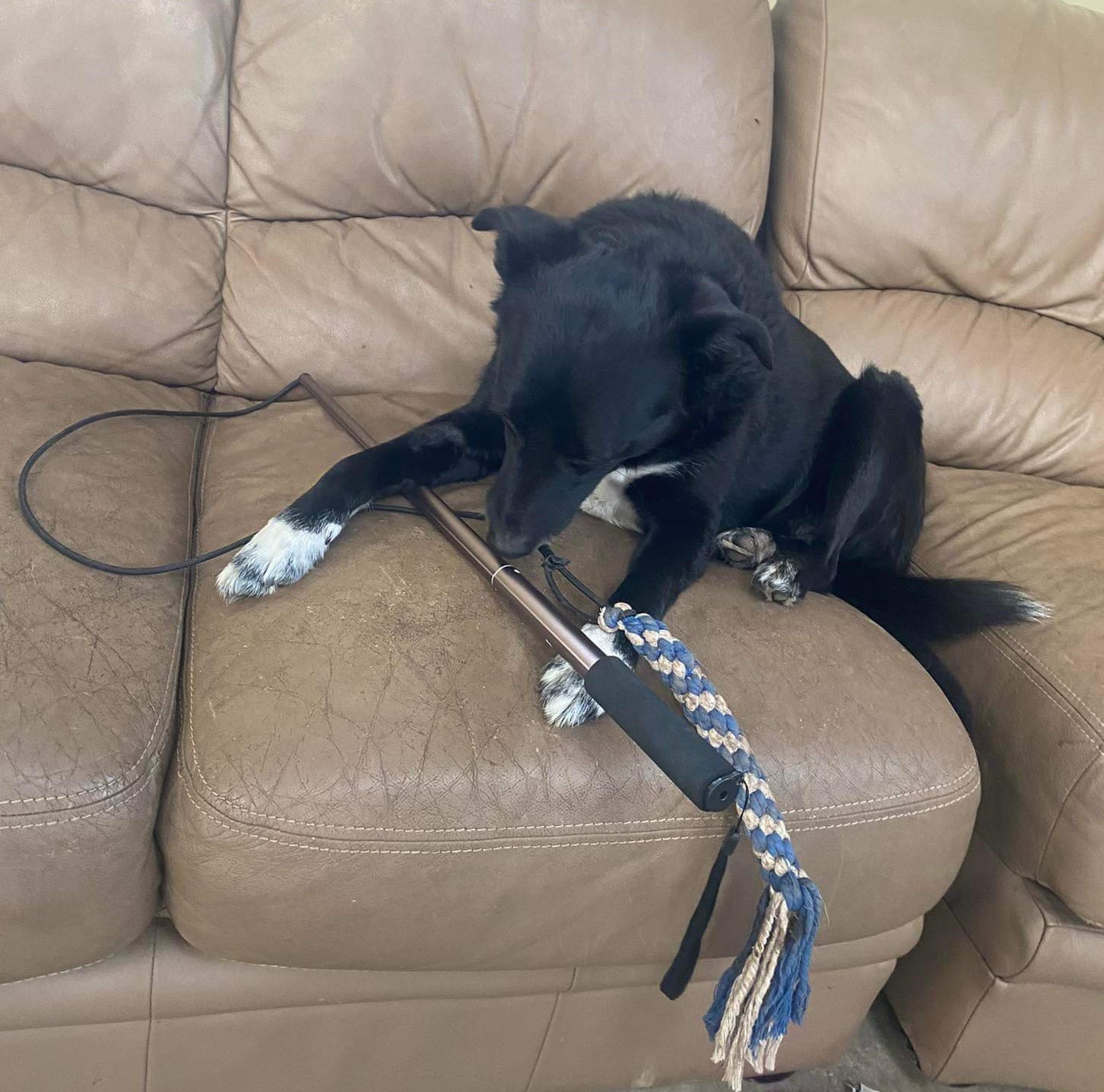 Why a ‘flirt pole’ might be what your dog needs - Manx SPCA