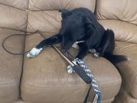 Why a ‘flirt pole’ might be what your dog needs - Manx SPCA