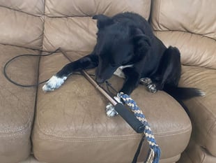 Why a ‘flirt pole’ might be what your dog needs - Manx SPCA