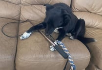 Why a ‘flirt pole’ might be what your dog needs - Manx SPCA