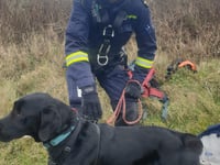 Coastguards heroically rescue Byron the dog from dangerous cliff edge 