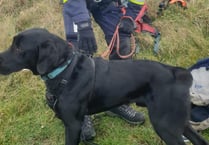 Coastguards heroically rescue Byron the dog from dangerous cliff edge 