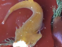 New species of fish found in the waters off Isle of Man