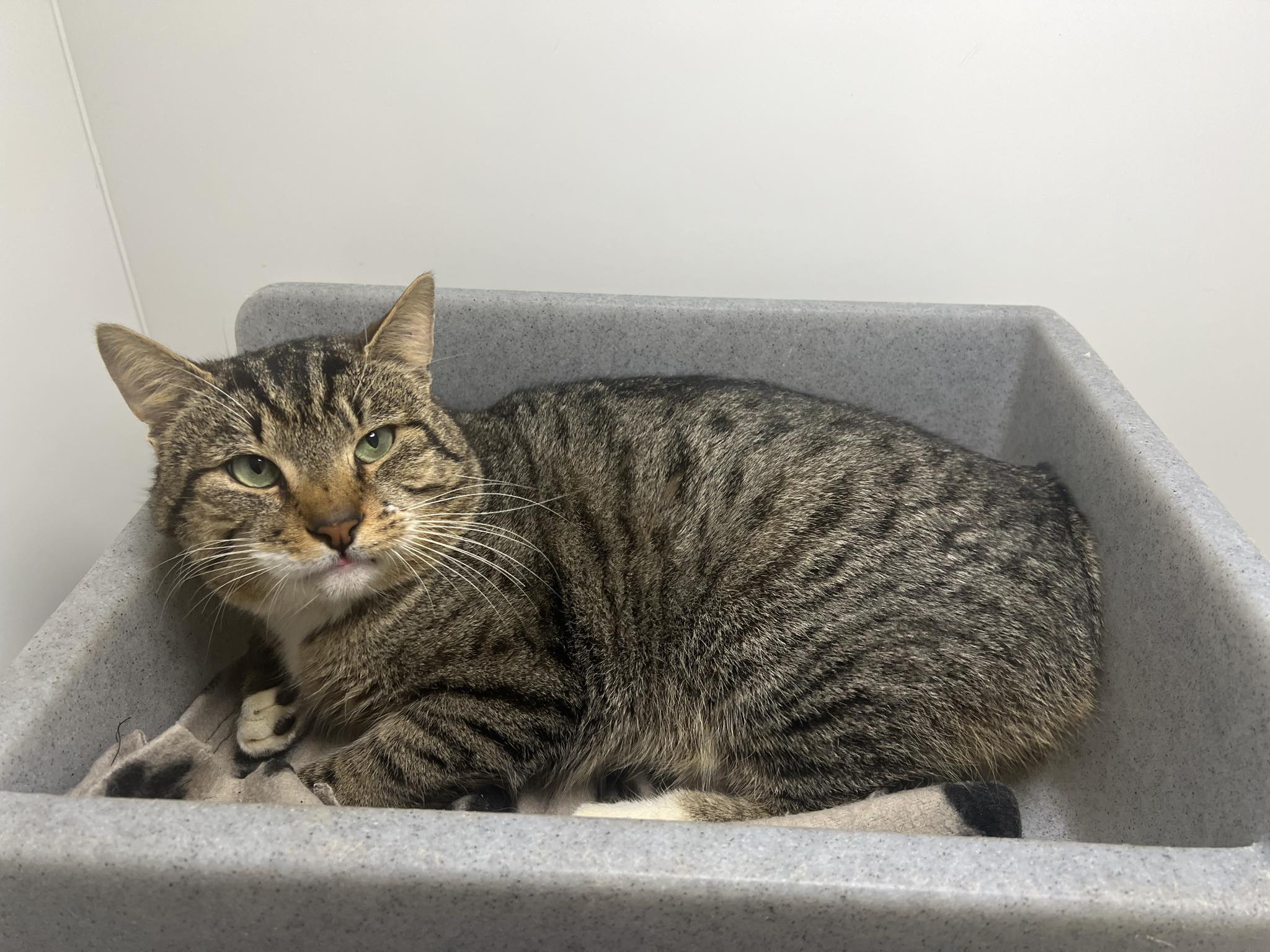 The cat looking for a new home after his owner sadly passed away