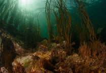How you can ‘kelp’ protect marine forest