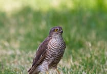 Spare a thought for sparrowhawks during spring