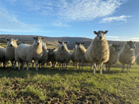 Ban on livestock imports to remain in place amid UK bluetongue cases