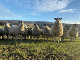 Island considers tougher laws to protect livestock from dogs