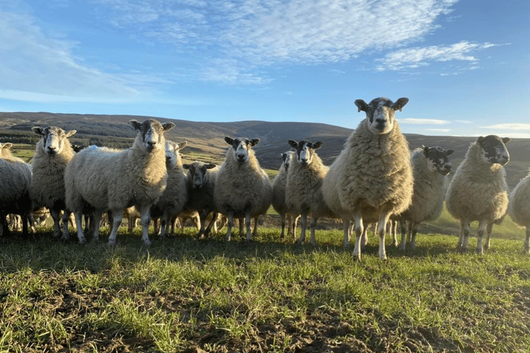 A flock of sheep in the Isle of Man