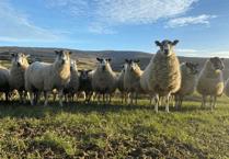 Manx National Farmers Union speaks out over 'sheep worrying'