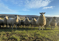 Manx National Farmers Union speaks out over 'sheep worrying' on the Isle of Man