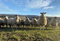 Isle of Man considers tougher laws to protect livestock from dog attacks