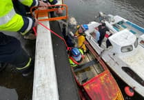 Dog rescued from harbour in the nick of time after 'distressed mate' alerts passer-by