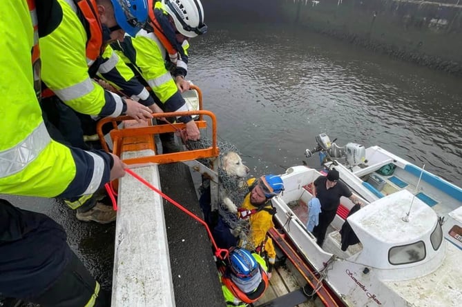 The dog being rescued from Douglas Inner Harbour