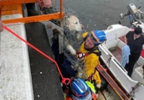 Dog rescued from harbour after 'distressed mate' alerts passer-by