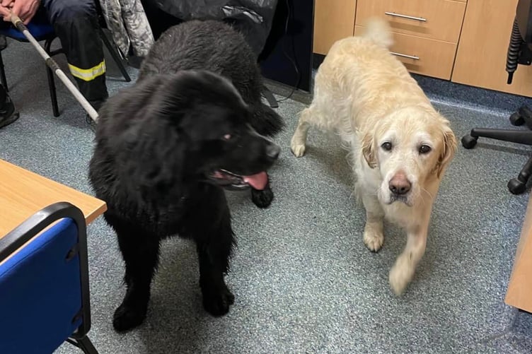 The Newfoundland (left, who alerted the passerby) and the rescued Retriever reunited