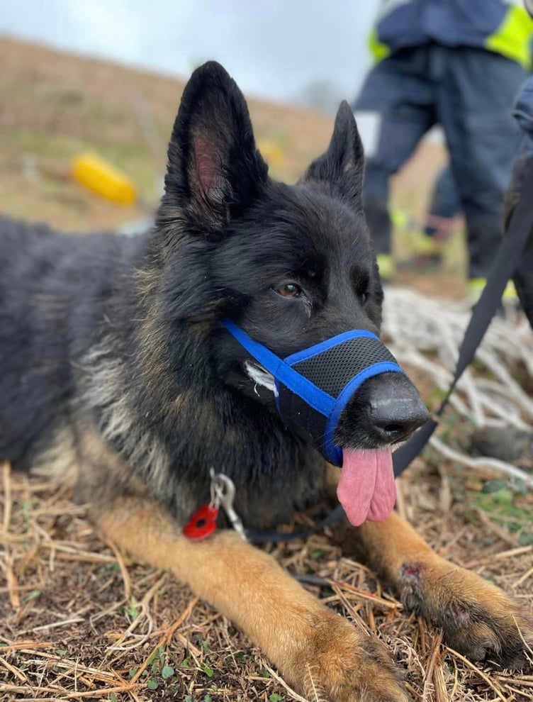 Diesel the German Shephard after his rescue