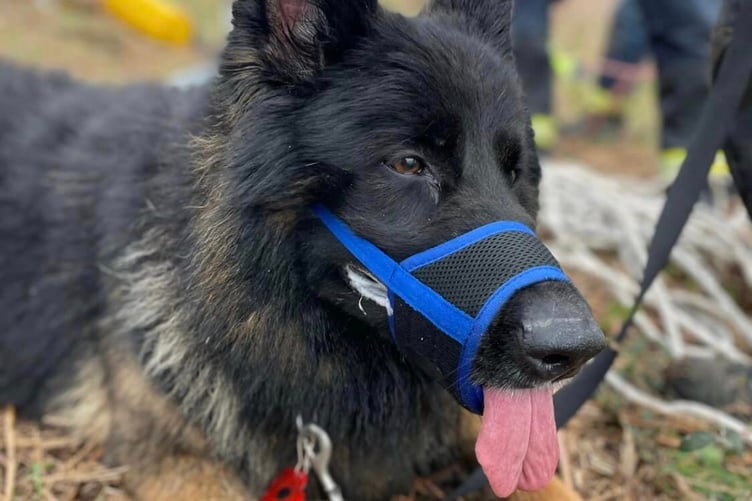 Diesel the German Shephard after his rescue