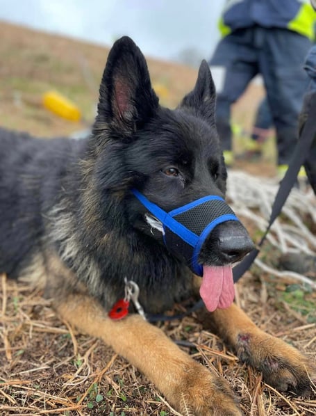 Diesel the German Shephard after his rescue