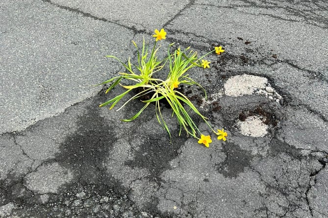 Pot holes in Port St Mary have been filled in with soils and daffodils 