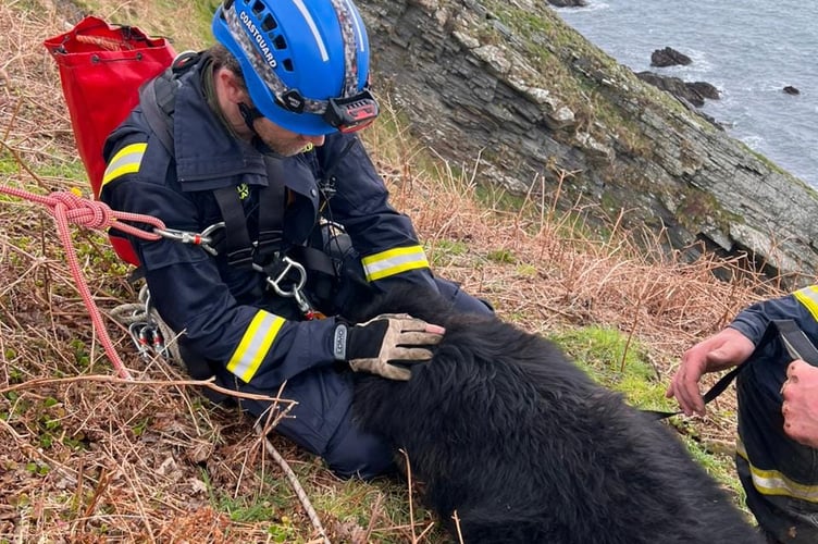 A coastguard volunteer leads Diesel to safety