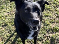 MSPCA column: How to tell if your dog is overweight