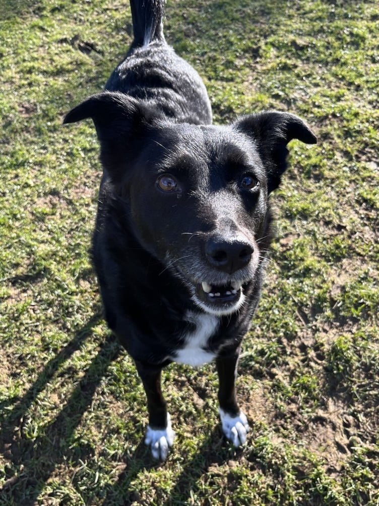 Phoebe is is an eight-year-old collie cross