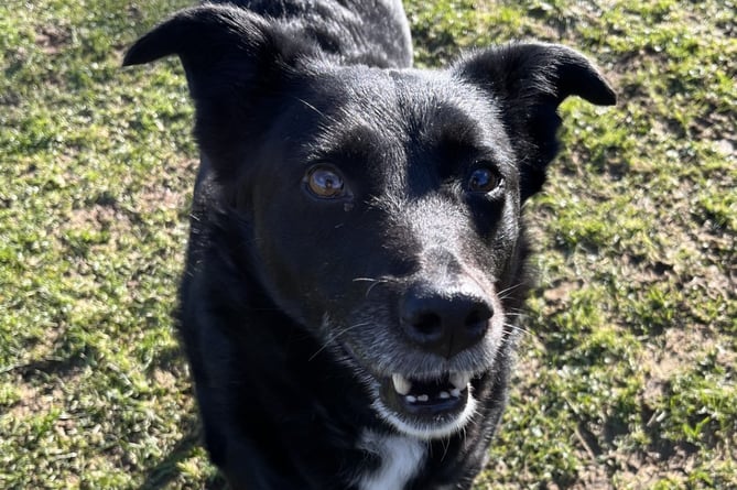 Phoebe is is an eight-year-old collie cross