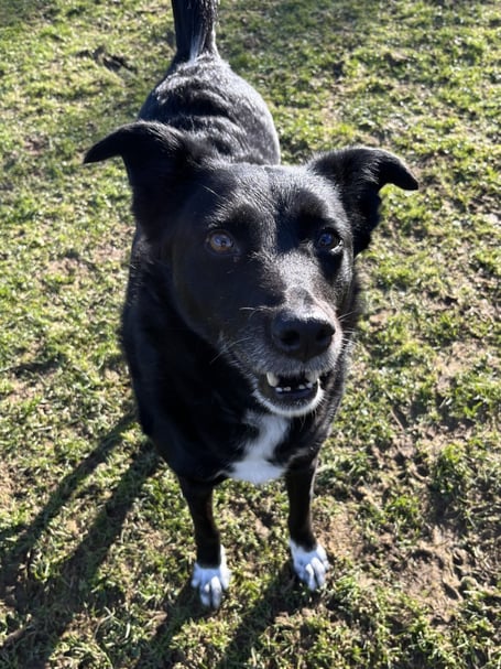 Phoebe is is an eight-year-old collie cross