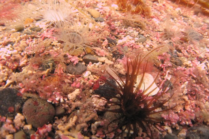 The red algae maerl can be found round the Isle of Man in deep water