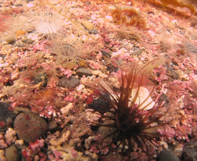 The little-known and 'weird' deep sea algae around our shores