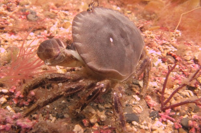 The red algae maerl is an important habitat for other marine life around the Isle of Man