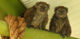 Isle of Man wildlife park provides home for endangered lemurs
