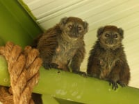 Isle of Man wildlife park provides home for endangered lemurs