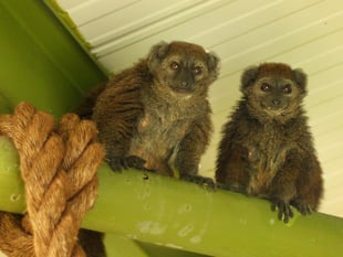 Isle of Man wildlife park provides home for endangered lemurs