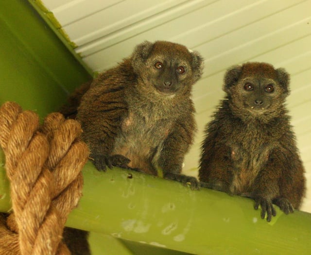 Isle of Man wildlife park provides home for endangered lemurs