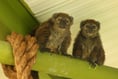 Isle of Man wildlife park provides home for endangered lemurs