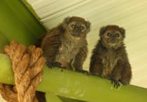 Isle of Man wildlife park provides home for 'critically endangered' lemurs