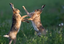 MSPCA column: Hare population is declining 