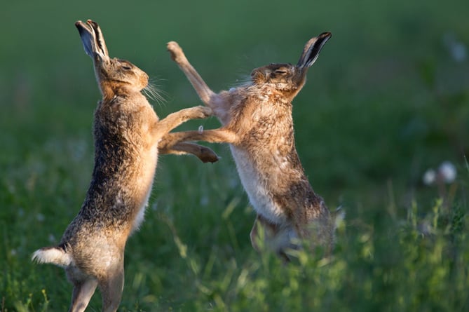 Brown hares boxing