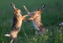 MSPCA column: Hare population is declining 